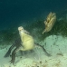 crocodile_american_chiq_jar_v_0436_cub2593.jpg